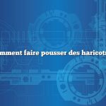 Question : comment faire pousser des haricots mange-tout